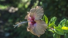 Hibiscus with peach bloom in the sunshine