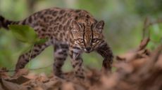 A Leopardus tilcayo cat, a newly identified species through research led by National Geographic Explorer Paola Nogales Ascarrunz, walks at the Senda Verde animal refuge in the Yungas region, Bolivia.