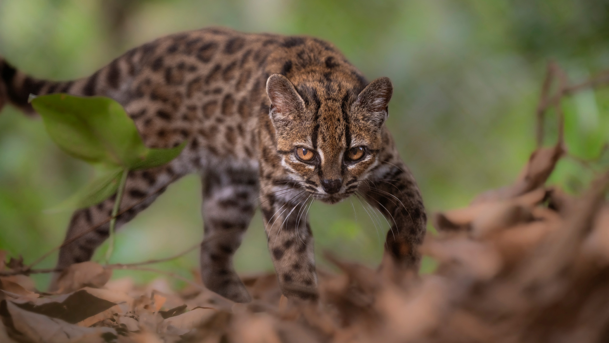 A Leopardus tilcayo cat, a newly identified species through research led by National Geographic Explorer Paola Nogales Ascarrunz, walks at the Senda Verde animal refuge in the Yungas region, Bolivia.