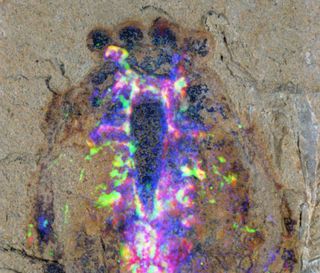 This close-up of the head region of the Alalcomenaeus fossil specimen includes superimposed colors of a microscopy technique that reveal the distribution of chemical elements in the fossil. Copper shows up as blue, iron as magenta and the CT scans as green. The coincidence of iron and CT denote nervous system. The creature boasted two pairs of eyes (ball-shaped structures at the top).