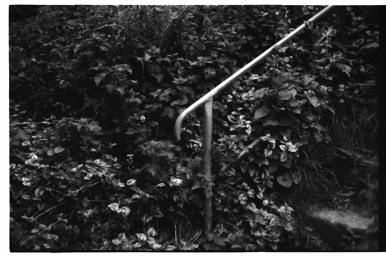 Samples of Fomapan 400