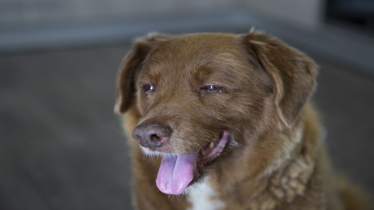 Bobi, the world&#039;s oldest dog ever