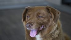 Bobi, the world's oldest dog ever, seen this past July