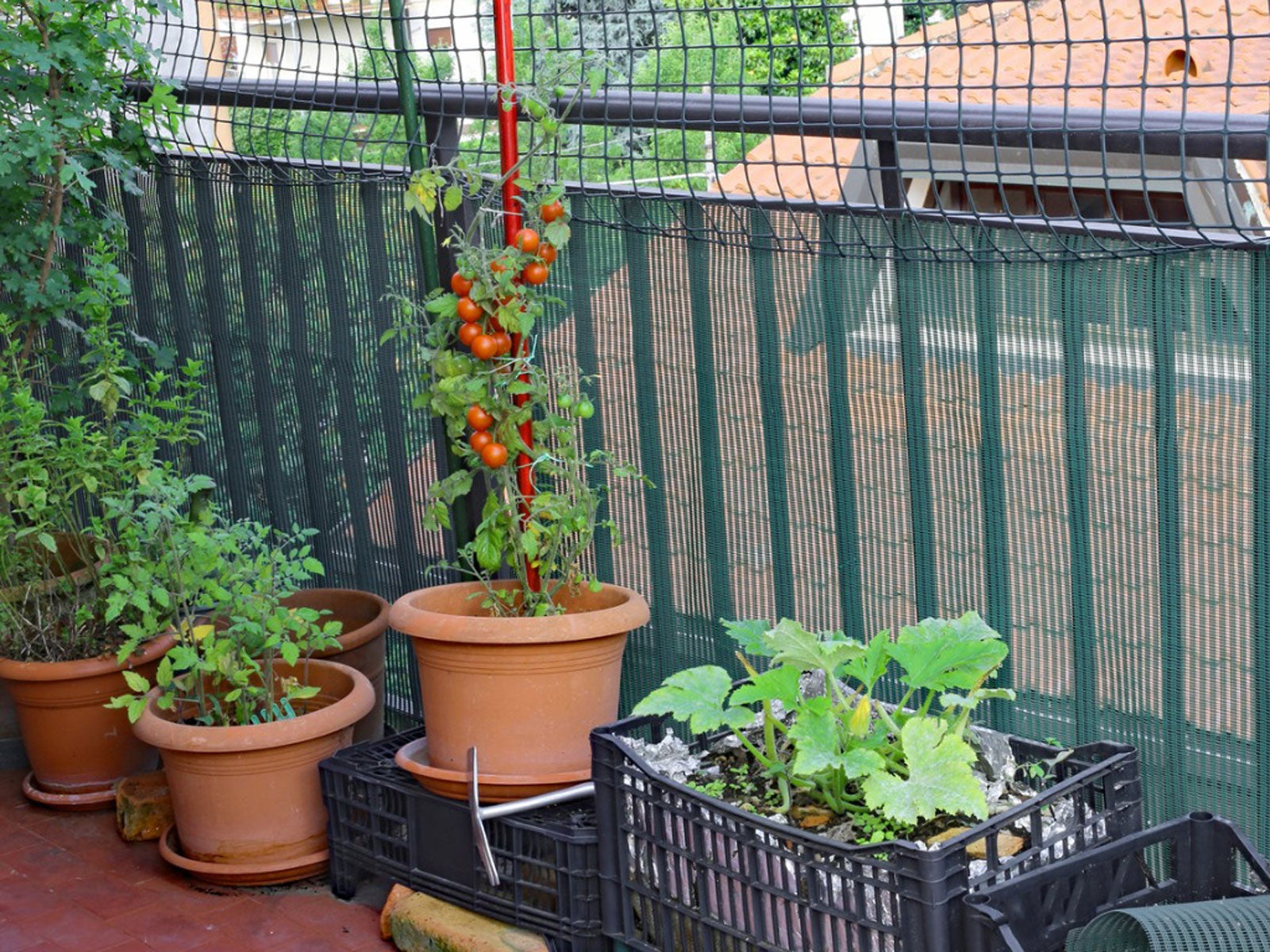 Balcony Vegetable Garden - Growing A Vegetable Garden On A Balcony