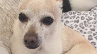 The world's oldest living dog is Spike, a chihuahua mix from Ohio