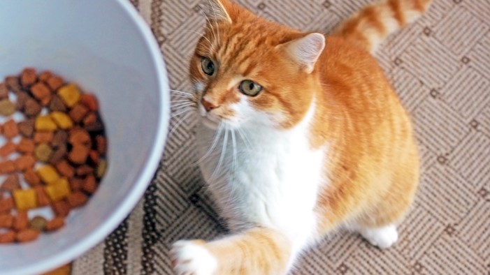 The Best Dry Cat Foods Find The Perfect Kibble For Your Kitty Petsradar