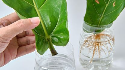fiddle leaf fig propagation in plastic water bottles