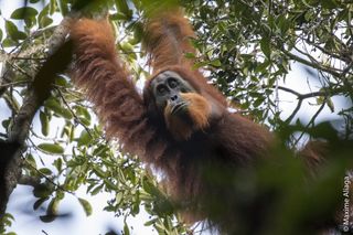 There are fewer than 800 individuals of the newfound Batang Toru orangutan species left in the wild.