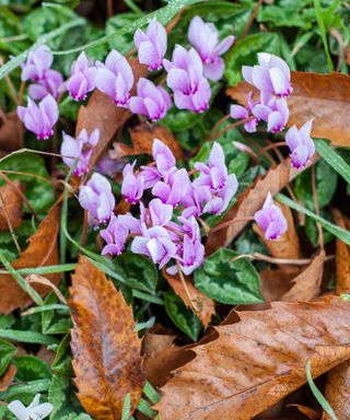 pink autumn flowering cyclamen with fallen leaves