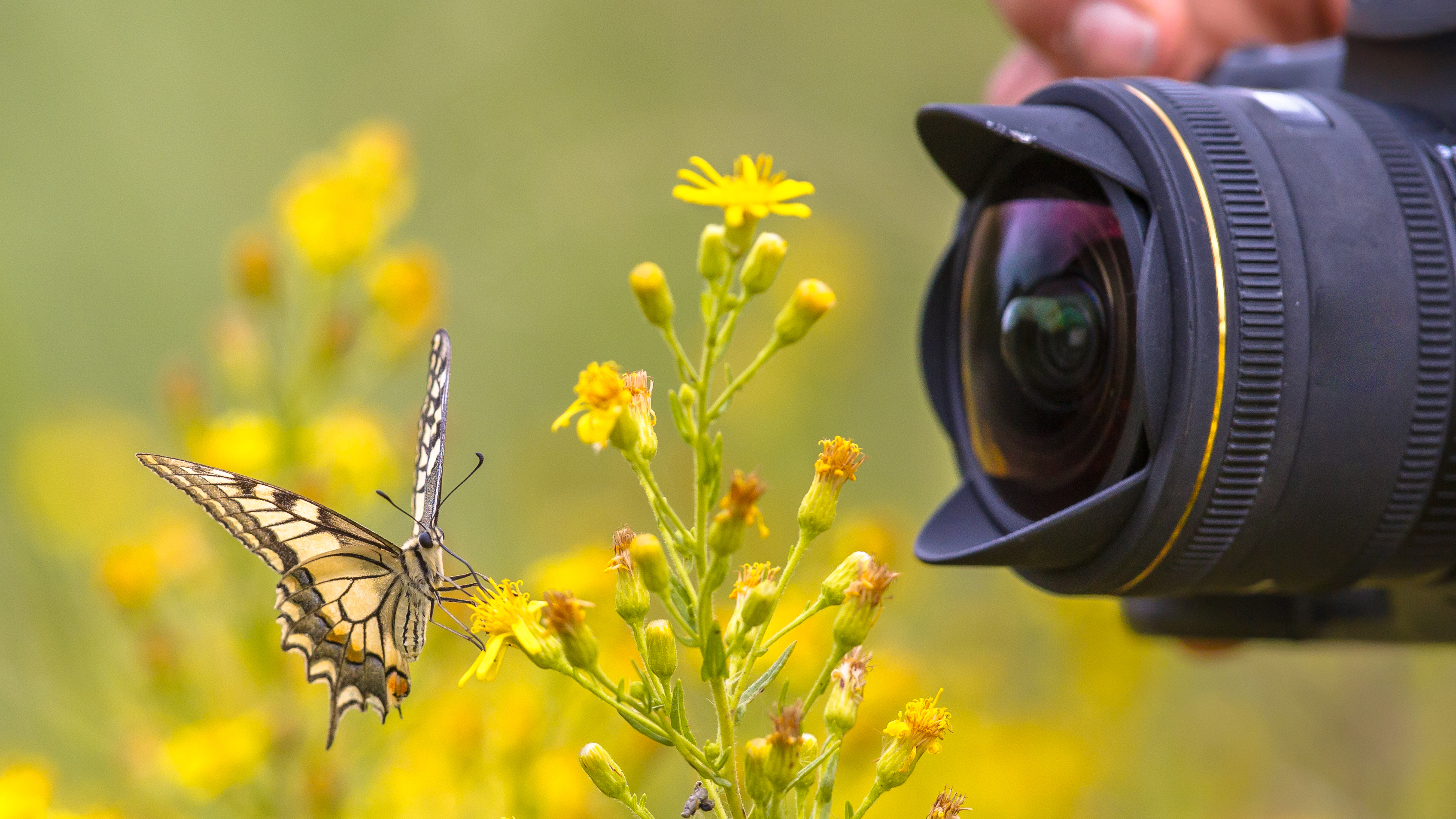 A camera lens next to a flower and butterfly