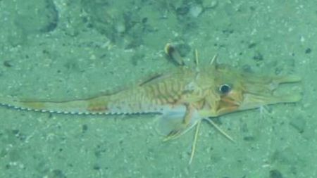 Armored sea robin walks along seafloor. 