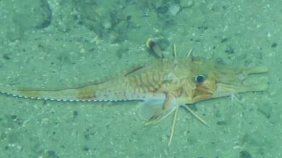 Armored sea robin walks along seafloor. 