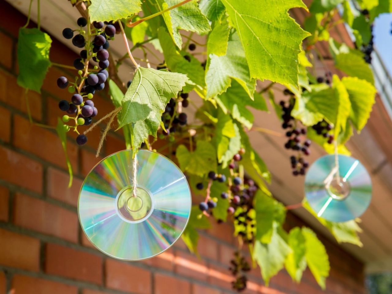 CDs In The Garden As Natural Bird Repellents