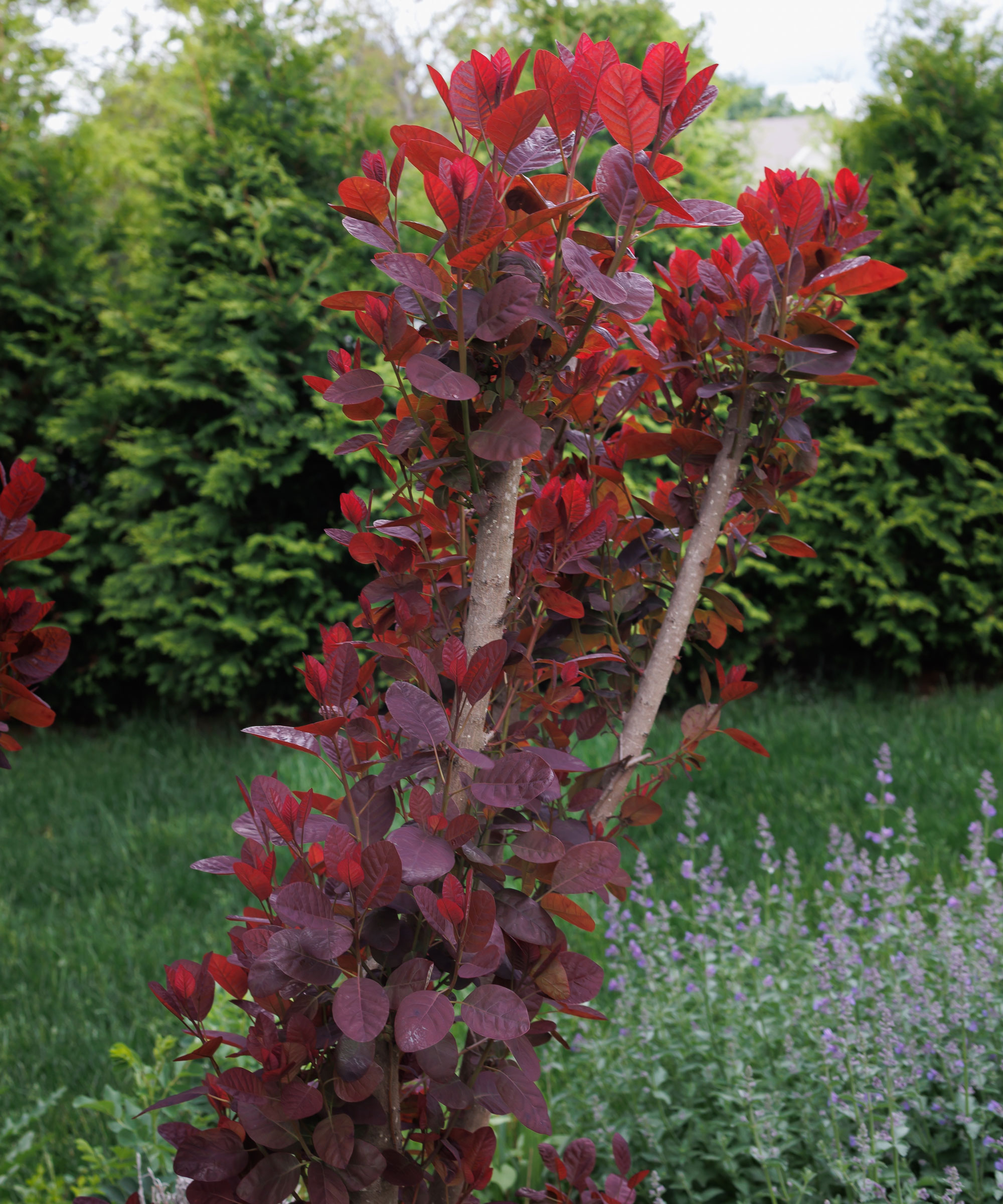 pruned American smoke bush with red leaves