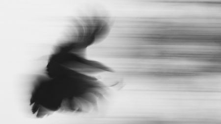 Slow shutter image of flying bird from I Am Here exhibition