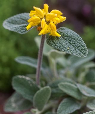 Close up of the yellow flower and rich green leaves of Phlomis cretica