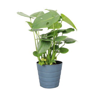 Thorsen's Greenhouse Live Monstera Plant, Contemporary Pot