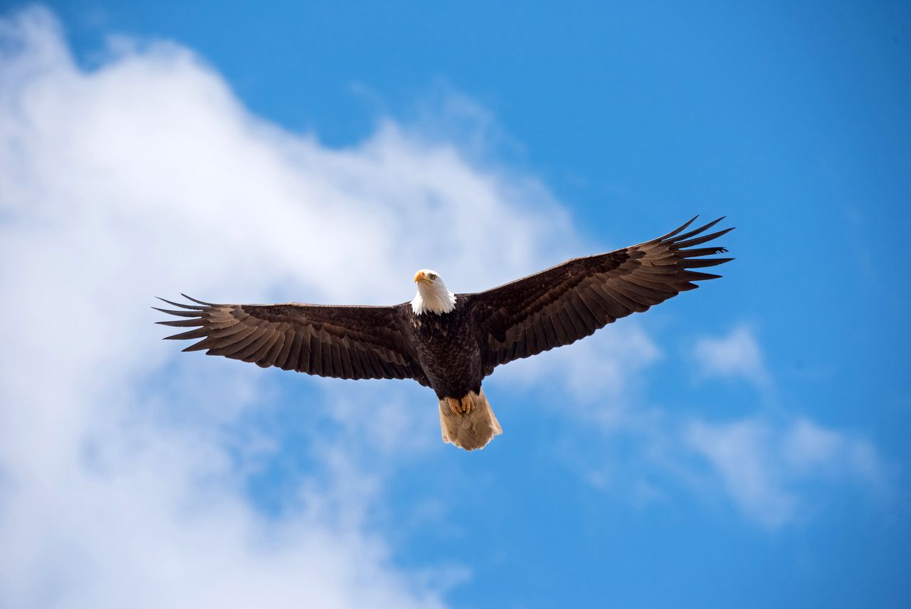 A bald eagle.