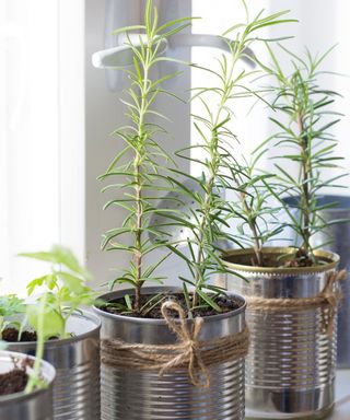 rosemary planted in tin cans indoors