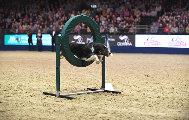 Border Collie Comebyanaway Reddy For Fame gives the grand prix horses a run for their money in the dog agility