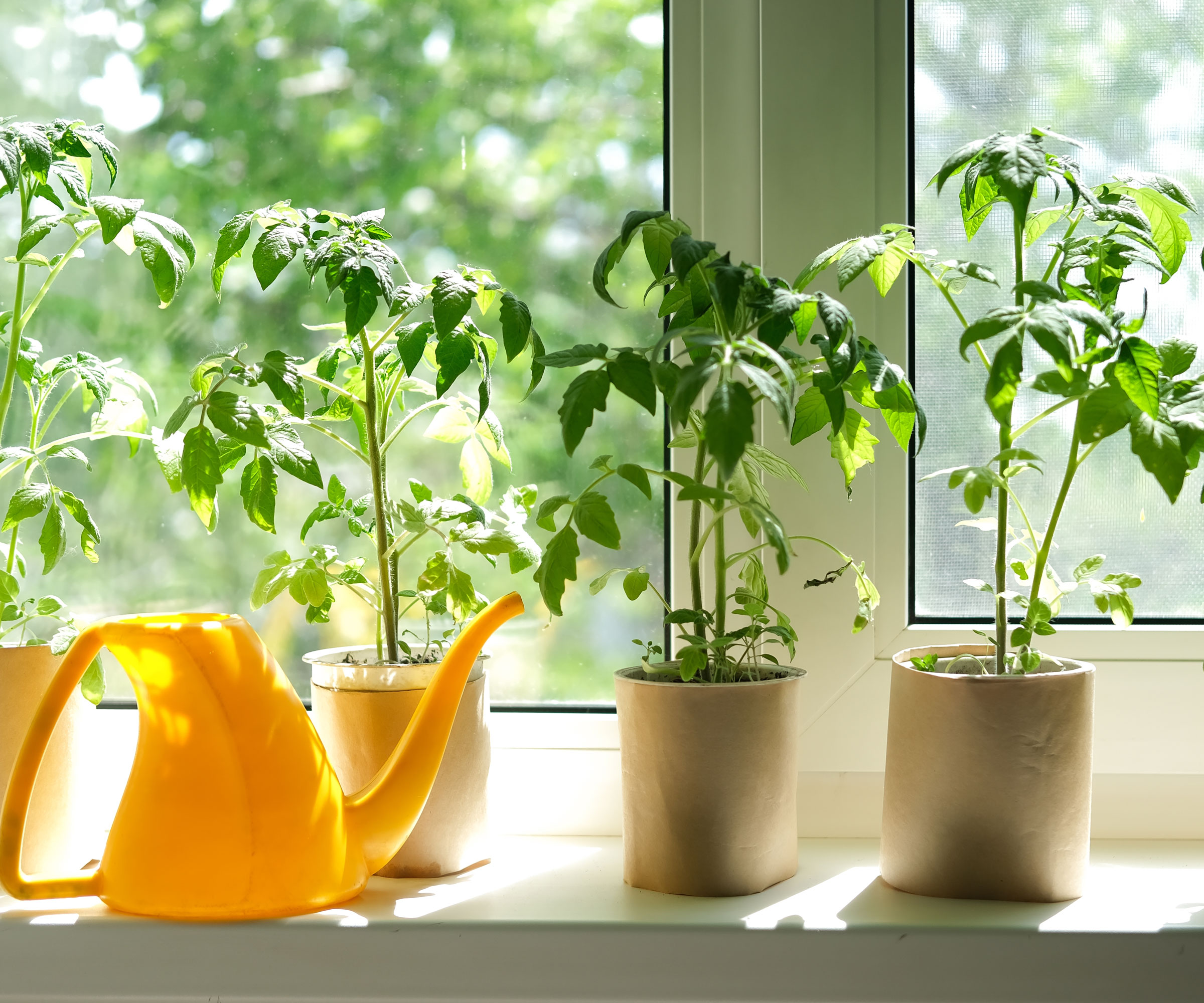 yellow watering can on windowsill with pots of tomato seedlings
