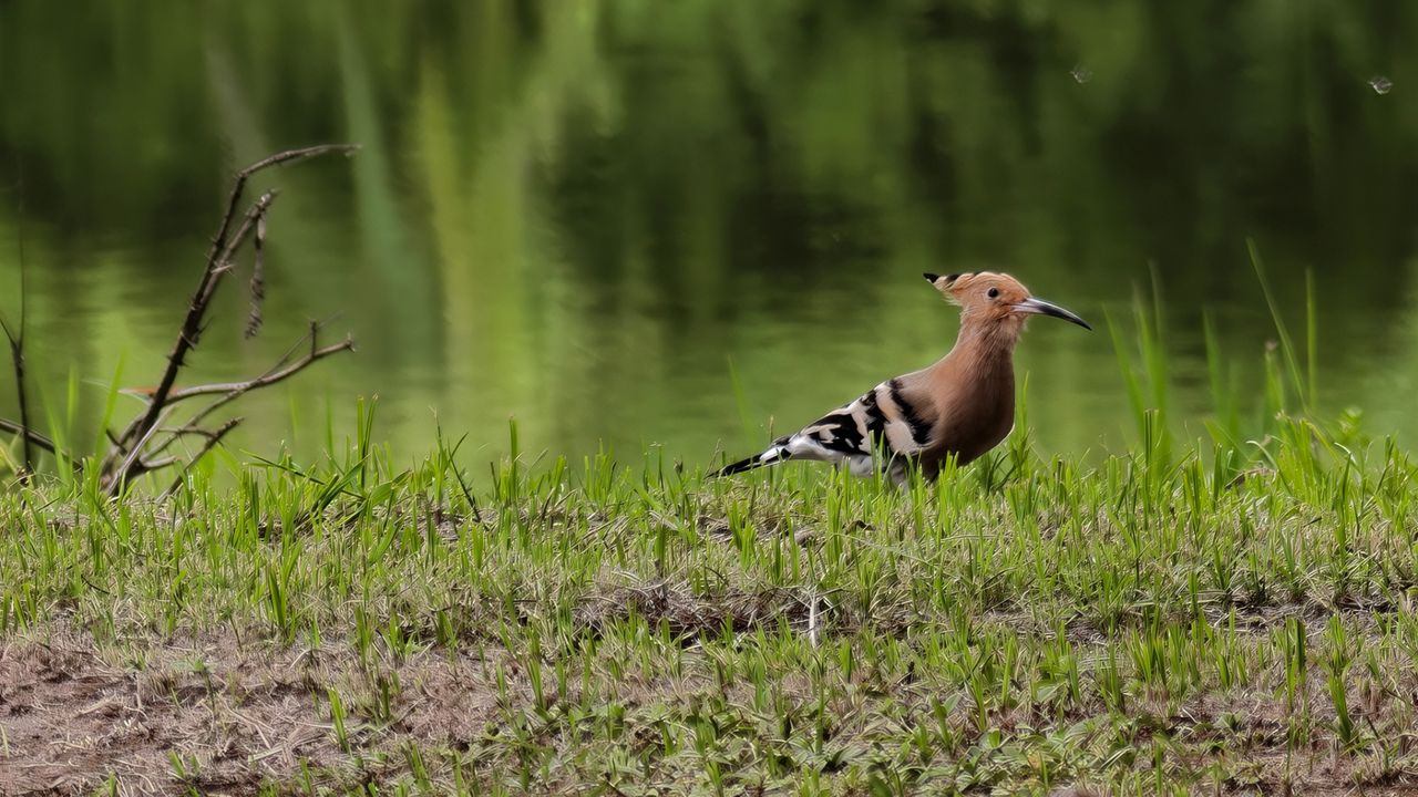 Vivo X500 Pro Max zoom shot