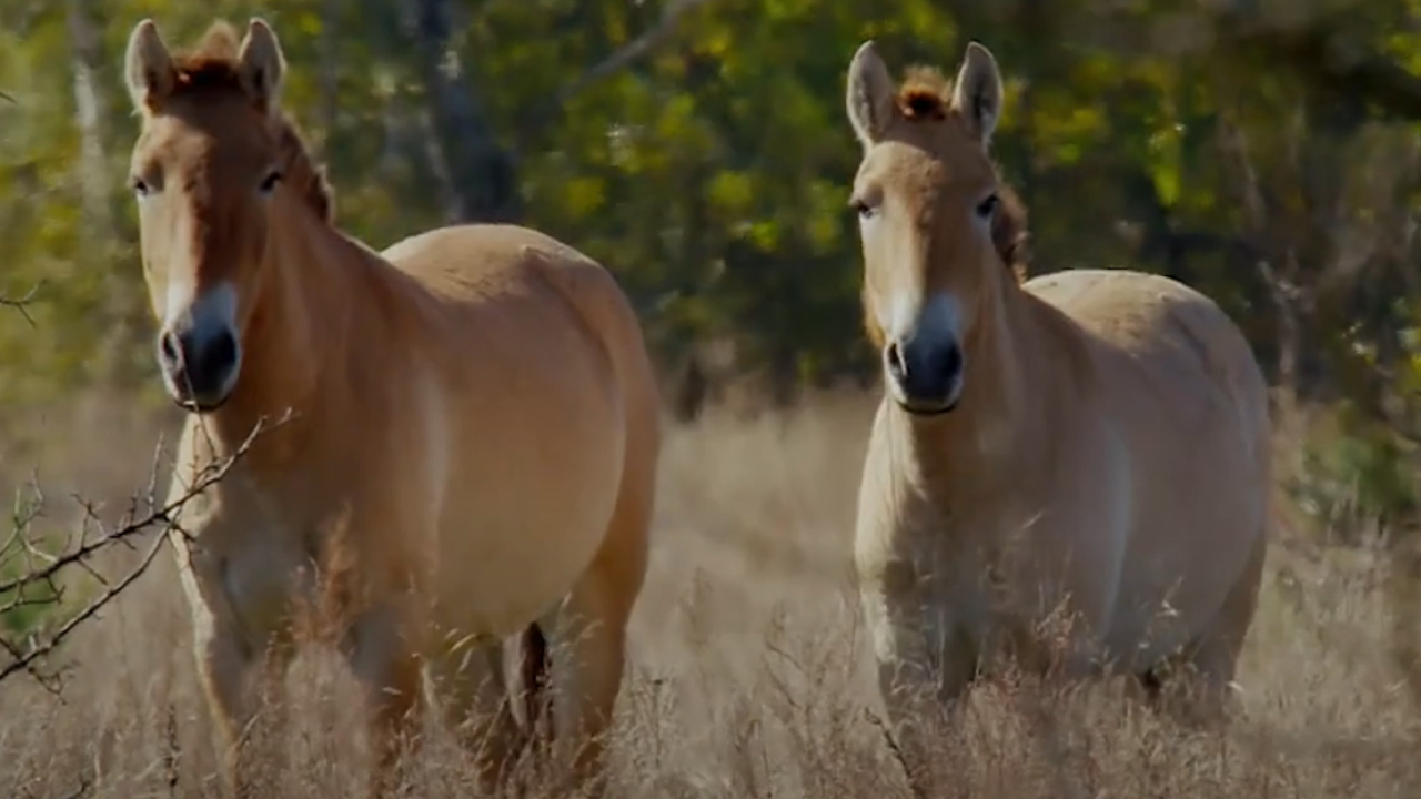 Caballos en Ucrania en la vida después de Chernobyl