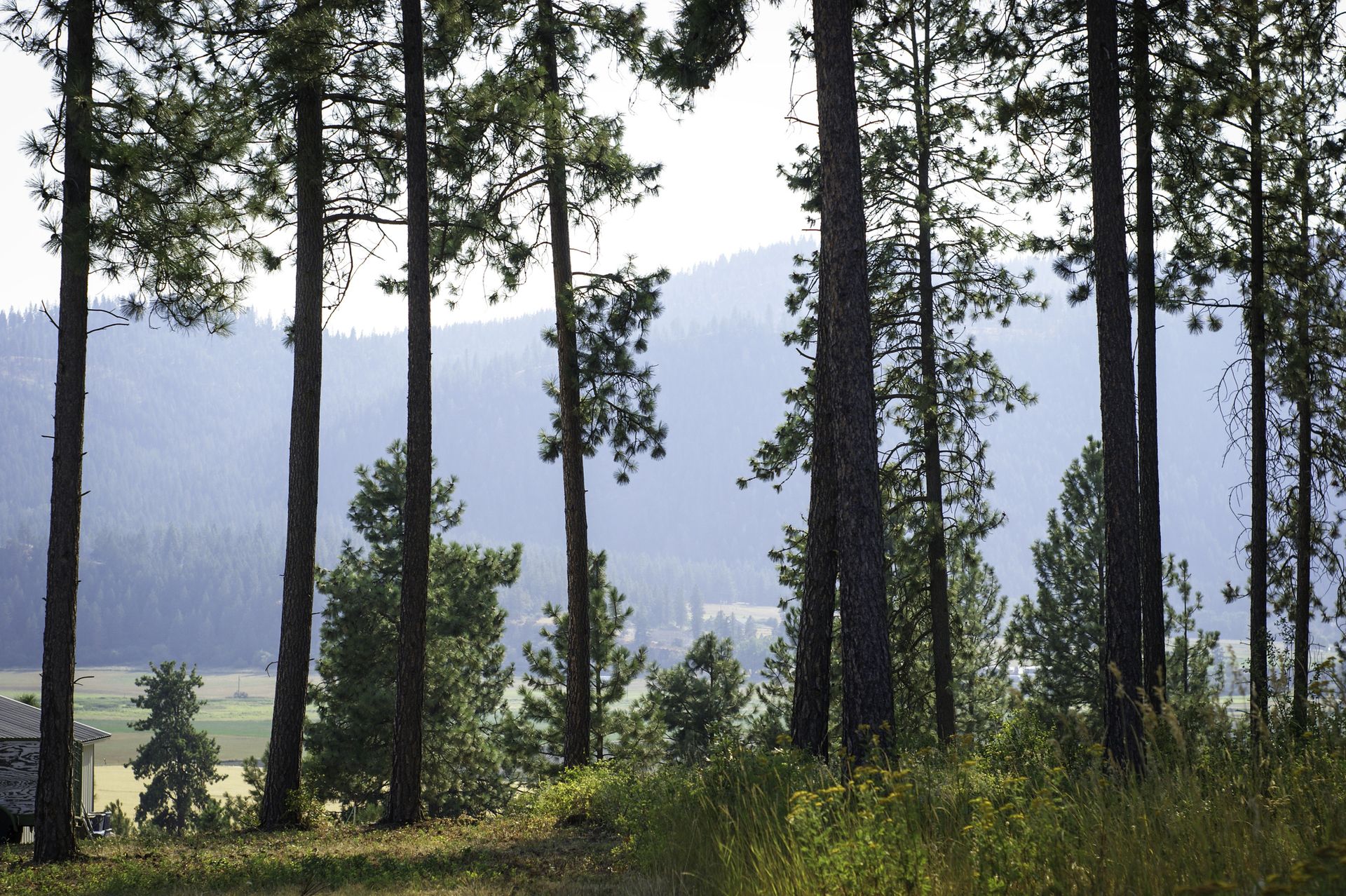 Pine trees in the foreground with the Colville National Forest in the distance