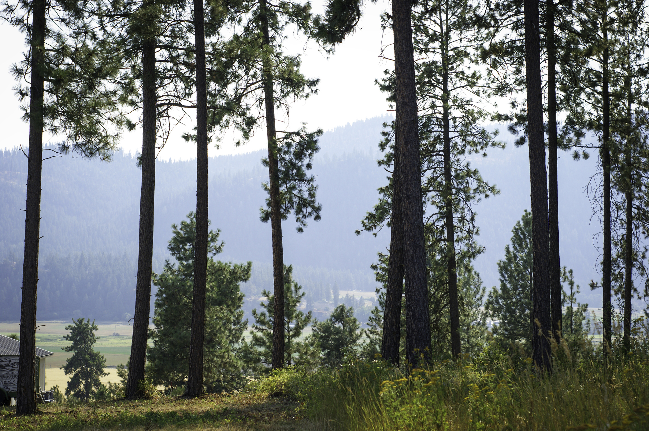 Pine trees in the foreground with the Colville National Forest in the distance