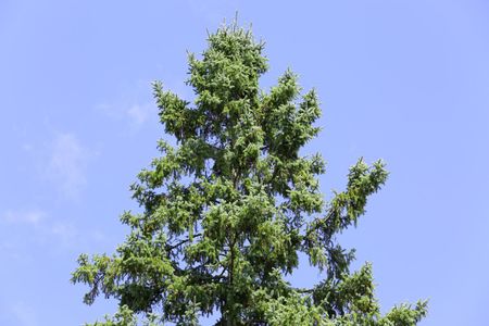 Large Hemlock Tree