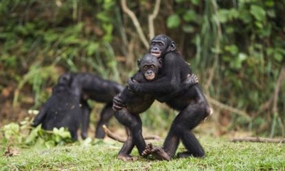 Young bonobos embrace