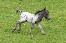 Teeny-Tucker-1.jpg