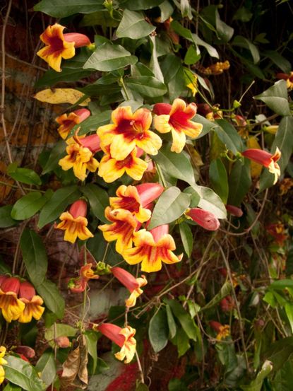 Yellow-Red Flowering Crossvine Climbing Plant