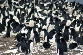 Researchers discovered more than 1.5 million new penguins in a previously unknown "supercolony" on the Danger Islands.