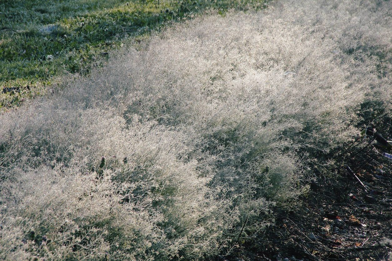 Russian Thistle Tumbleweeds