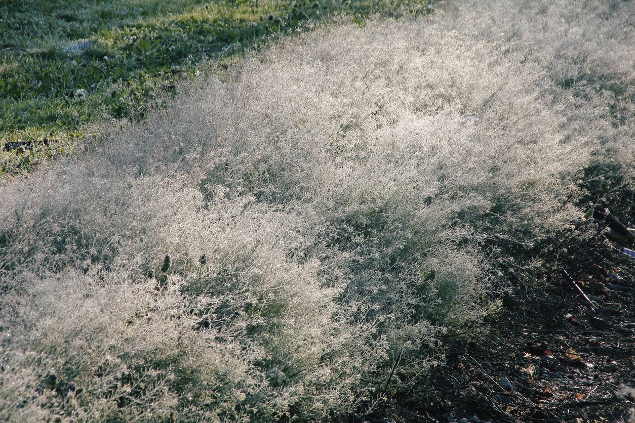 Tumbling tumbleweed is an invasive species