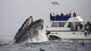 Whale watchers look on from a boat as at a humpback whale lunge feeds at the surface.
