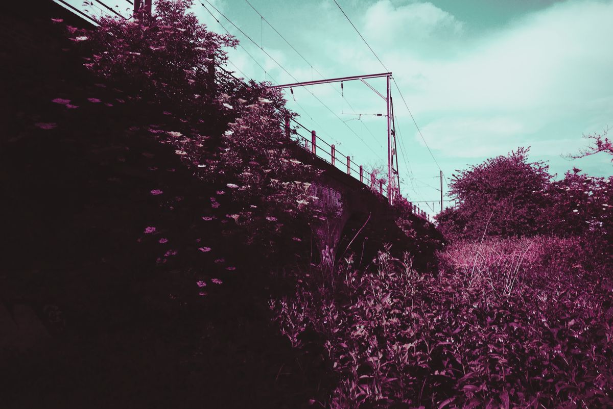 Photograph taken with the RewindPix digital compact showing a rail bridge behind trees, using purple tint filter