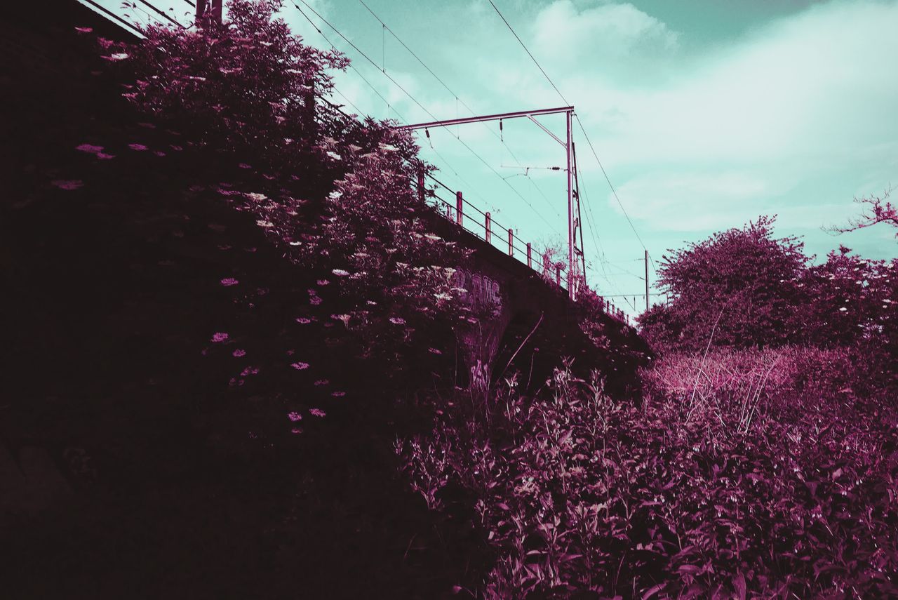 Photograph taken with the RewindPix digital compact showing a rail bridge behind trees, using purple tint filter