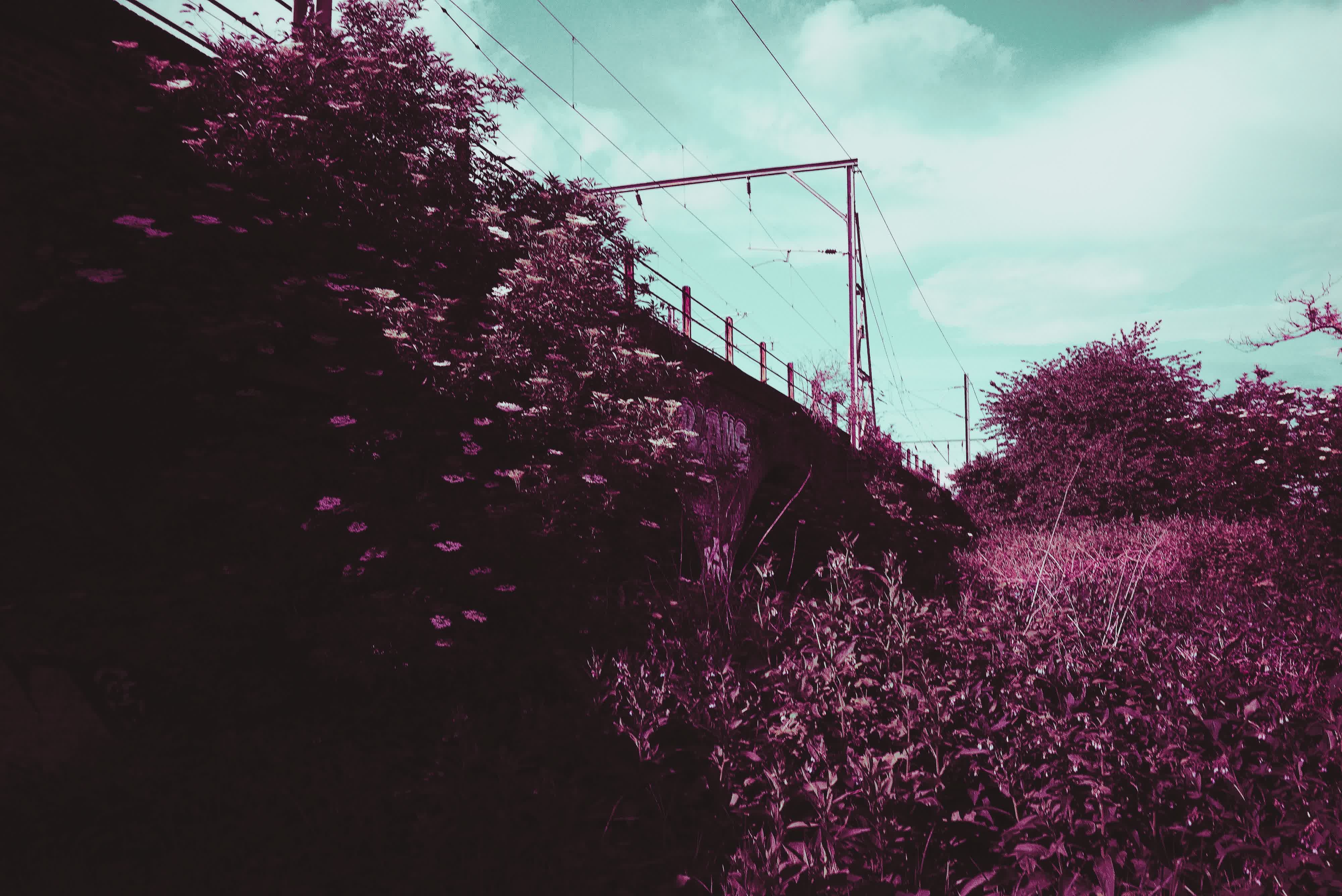 Photograph taken with the RewindPix digital compact showing a rail bridge behind trees, using purple tint filter