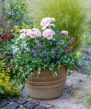 summer container filled with pale pink roses, white bacopa, Lobelia 'Cambridge Blue' and mixed Nemesias