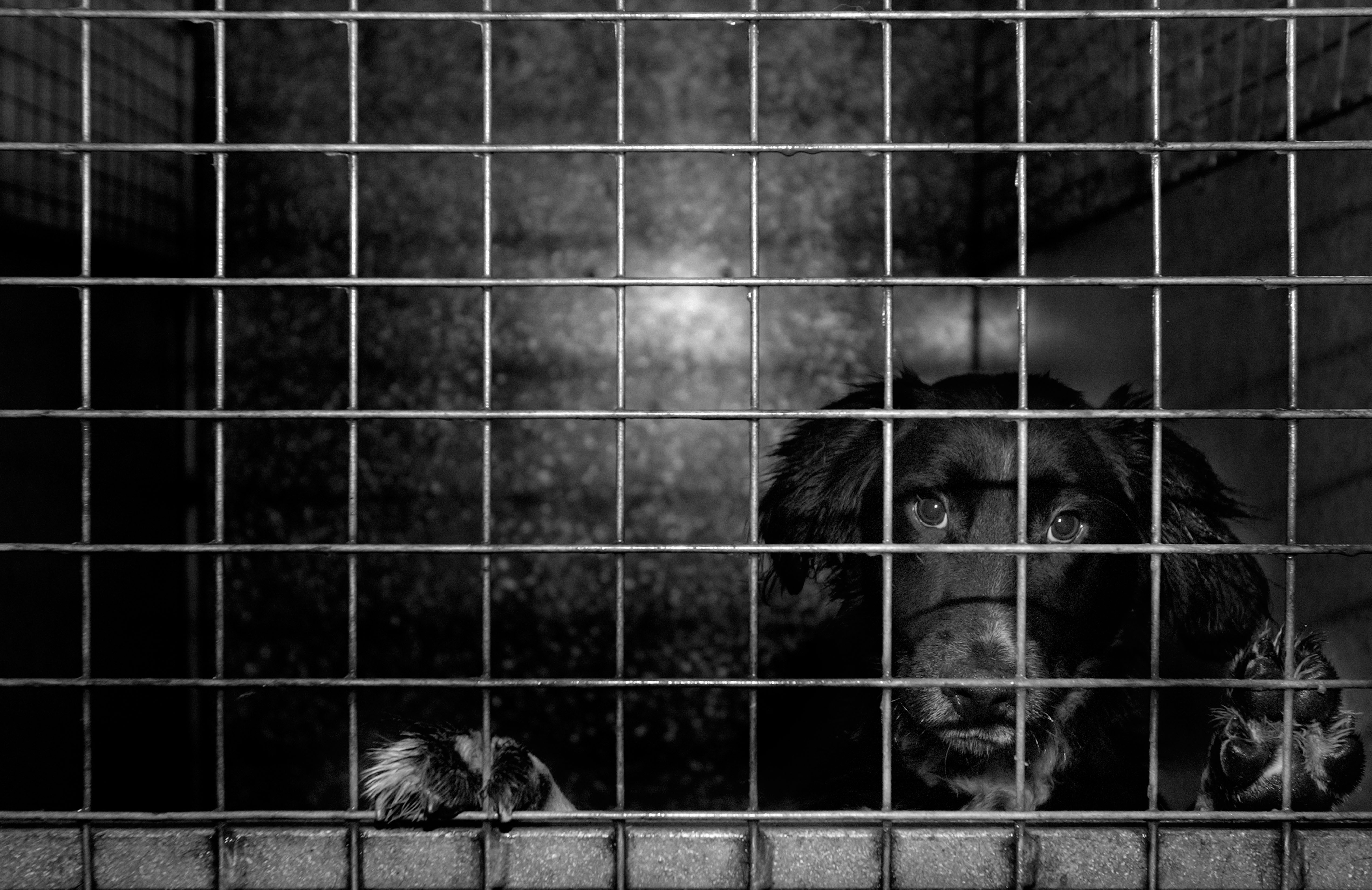 A dog in an animal shelter