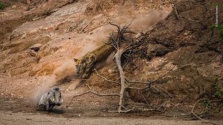 Ambush by Federico Veronesi, Kenya On a hot morning at the Chitake Springs, in Mana Pools National Park, Zimbabwe, Federico watched as an old lioness descended from the top of the riverbank. She’d been lying in wait to ambush any passing animals visiting a nearby waterhole further along the riverbed.