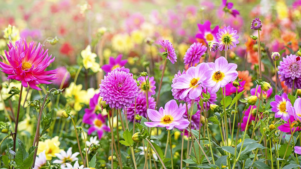 Dahlia flowers in sunny colors