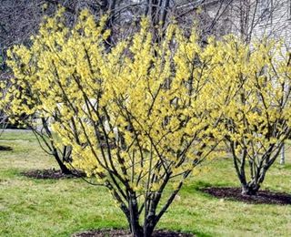 2 Witch Hazel Trees/shrubs - 6-12