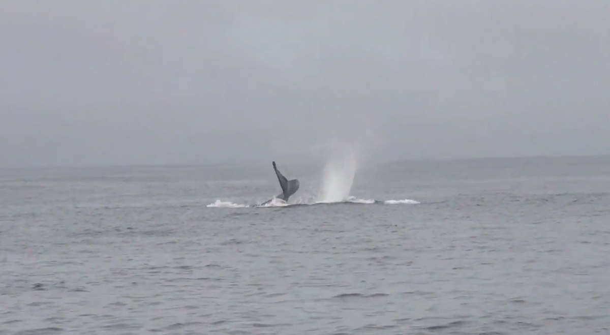 Killer Whales Bully Lone Blue Whale in Rare Video Live Science