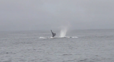 Orcas Attack Blue Whale