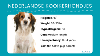 Nederlandse Kooikerhondje breed profile. Height: 15-17", weight: 20-35 pounds, hypoallegenic: no, coat: medium length, life expectancy: 12-14 years, best for: active pup parents