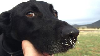 A dog with porcupine quills in its snout