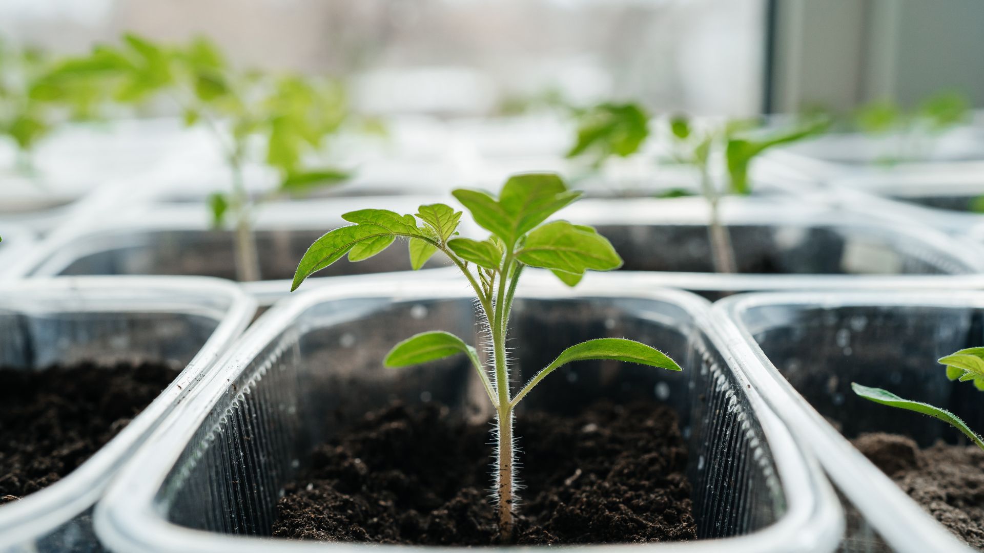 picture of young plant growing in seperate pots inside